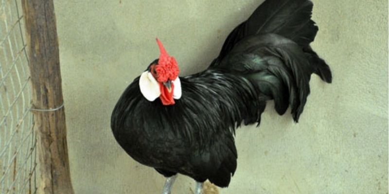 Áp dụng đúng kỹ thuật giúp gà mồng trà duy trì vẻ đẹp