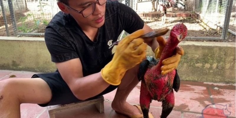 Cách om gà chọi bằng việc massage thư giãn