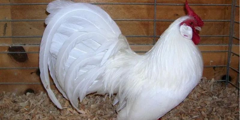 Giống kê quý hiếm mang vẻ đẹp độc đáo