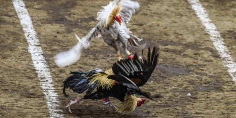 Hiểu rõ các điều cấm kỵ theo luật chọi kê