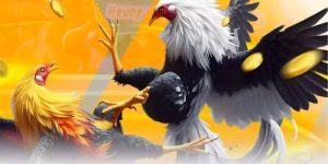 Hướng Dẫn Xây Dựng Chuồng Trại Gà Chọi Chuẩn Kỹ Thuật