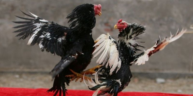 Lựa chọn phương pháp sao cho phù hợp với chú gà của mình
