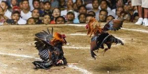 Luật Chơi Đá Gà Chi Tiết Cho Người Mới Bắt Đầu Tìm Hiểu