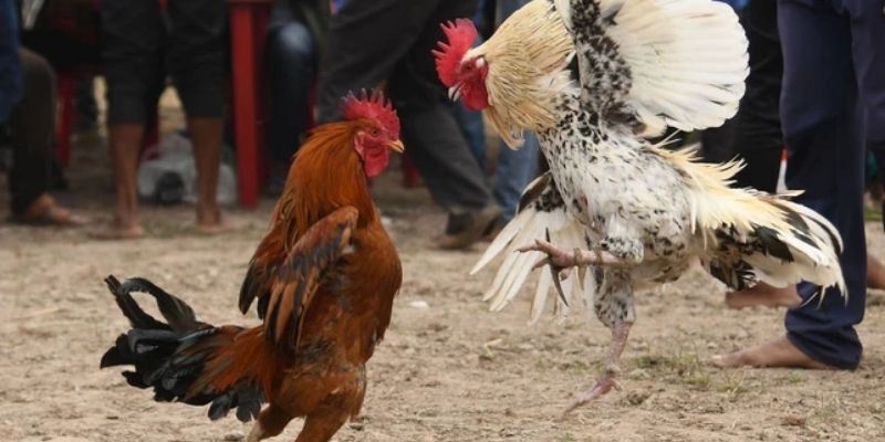 Luật chơi đá gà là quy định mà mỗi người chơi cần tuân thủ