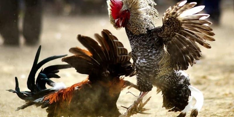 Luật Chơi Đá Gà Cơ Bản Và Dễ Hiểu Nhất Cho Tân Binh