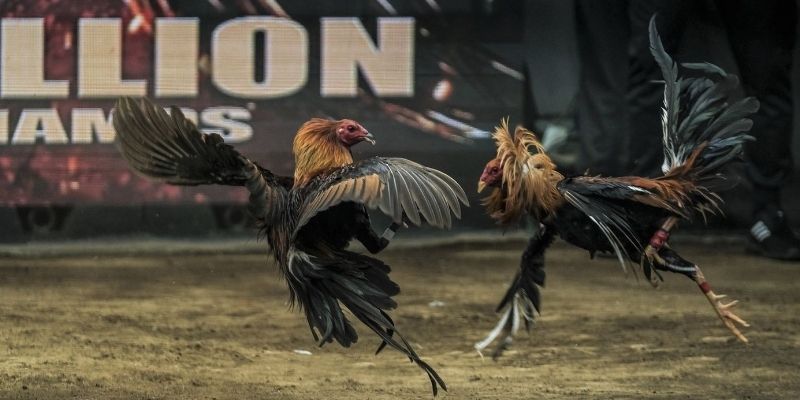 Luật lệ bộ môn chọi kê về kết quả thắng thua