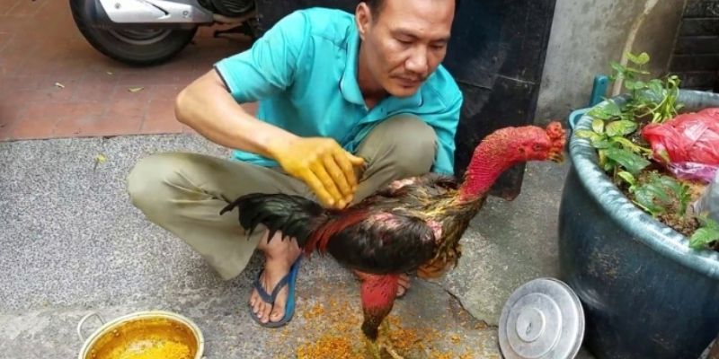 Nắm rõ lưu ý khi tiến hành om nghệ cho kê chọi