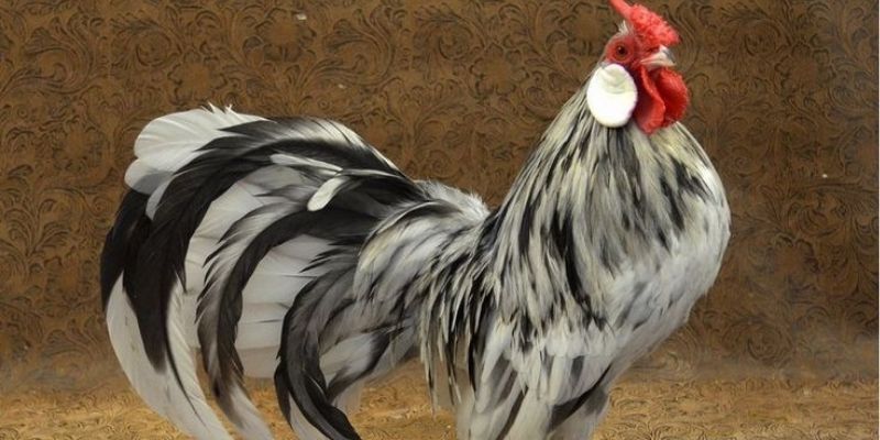 Ngoại hình kê nhấn nhá giúp nhận diện dễ dàng