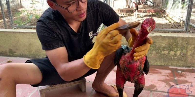 Sơ lược về quá trình vào nghệ cho gà chọi
