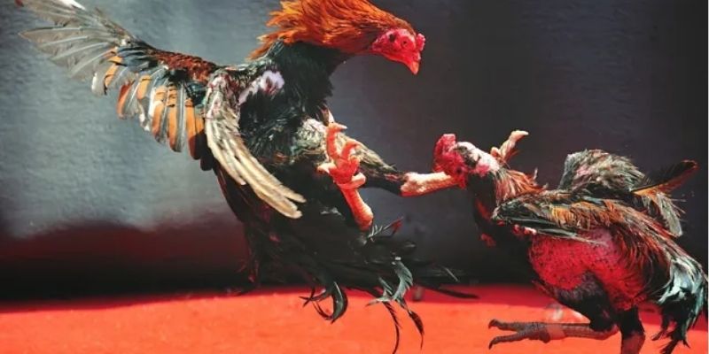 Tìm hiểu chi tiết khái niệm đá gà trực tiếp là gì