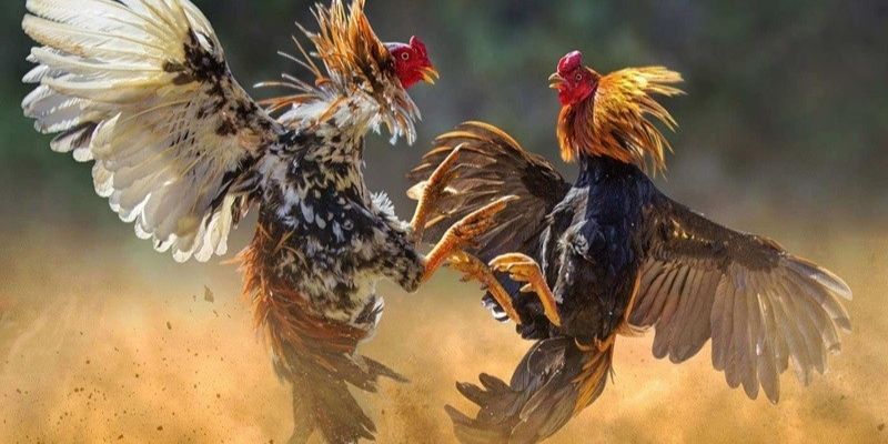 Vần gà chọi là phương pháp giúp chiến kê cải thiện thể lực