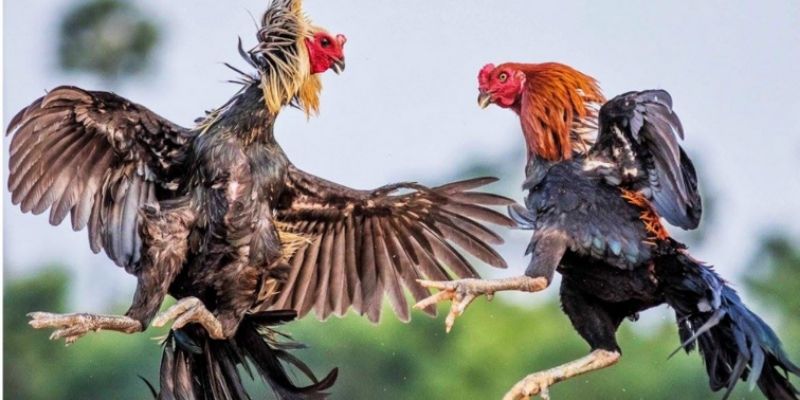 Vần Gà Chọi Chuẩn Xác - Bí Quyết Chọn Chiến Kê Đỉnh Cao
