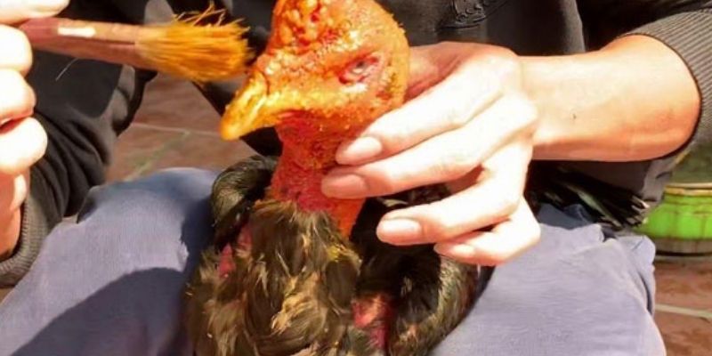 Vào Nghệ Cho Gà Chọi - Bí Quyết Giúp Kê Chắc Khỏe, Hồi Phục